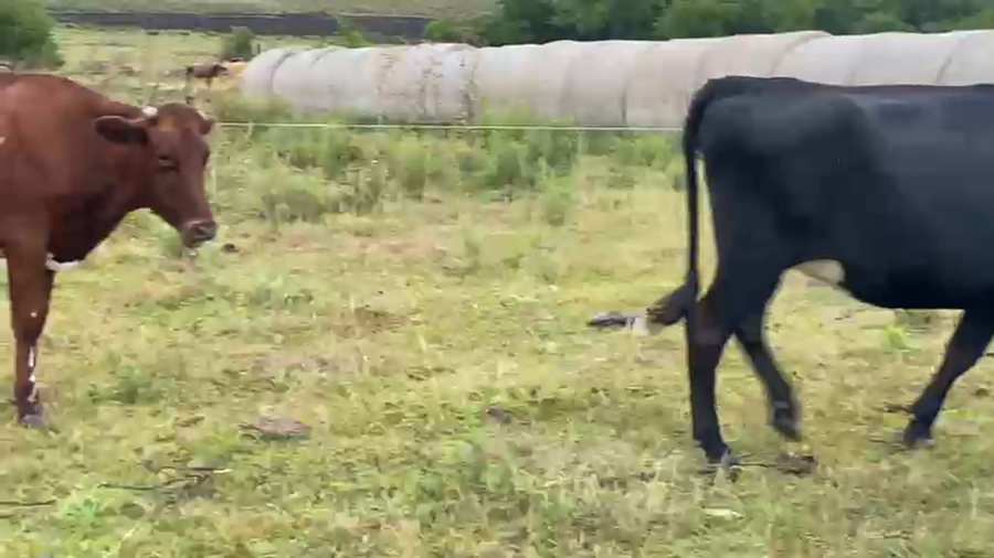 Lote 3 Vaquillonas  a remate en Pantalla Camy - Aniversario 31 Años, San José