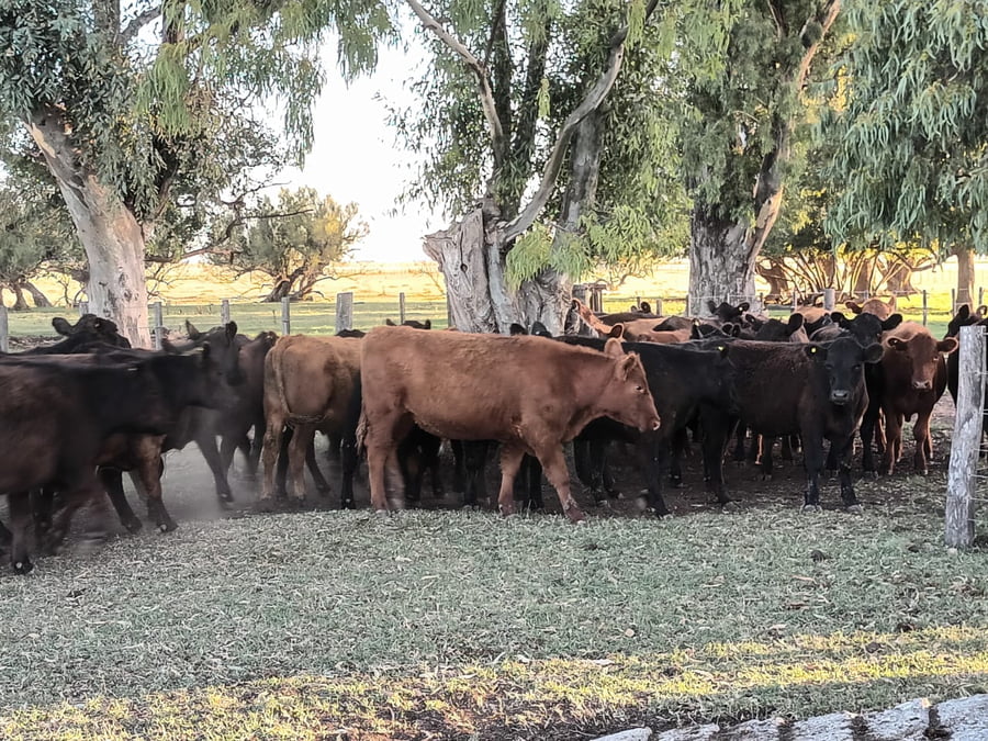 Lote 45 Terneros en Buenos Aires, Las Flores