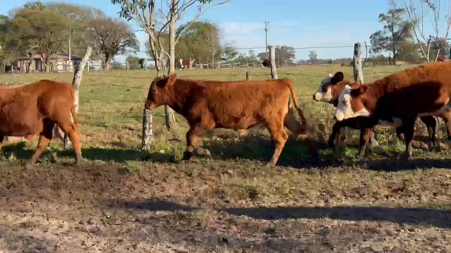 Lote 40 Terneros/as en Corrientes, Paso de Los Libres