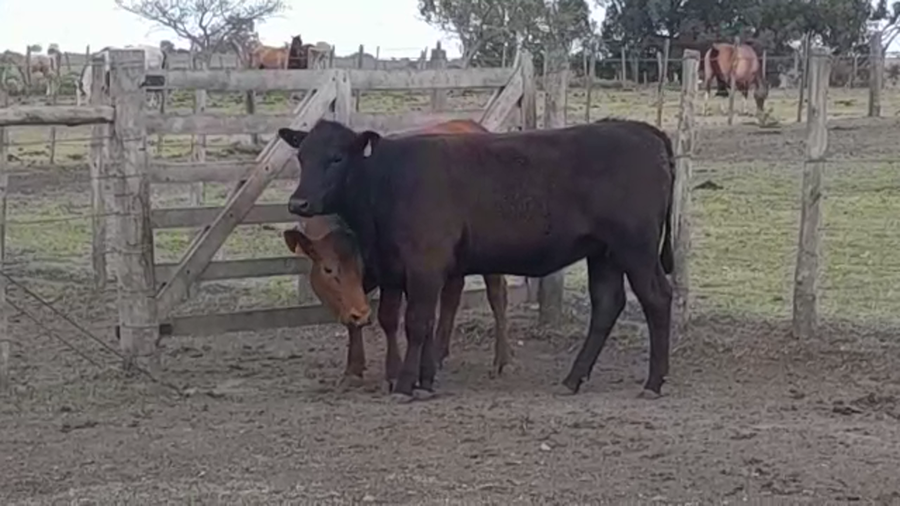 Lote (Vendido)2 Vaquillonas/Vacas Gordas a remate en PANTALLA FEDERICO GARLAND 390kg -  en JUAN GONZALEZ
