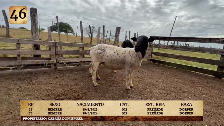 Lote LOTE 46