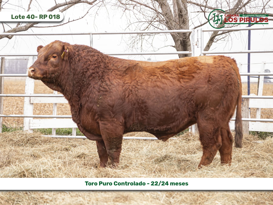 Lote TOROS PUROS CONTROLADOS - 22/24 meses