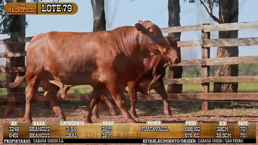 Lote LOTE 79 - PANTALLA