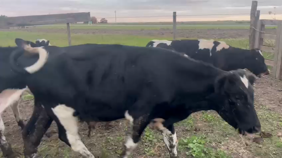 Lote 7 Terneros Holando a remate en Pantalla Camy en Bella Vista