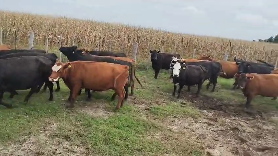 Lote 38 Vacas CUT PÑ en Urdampilleta