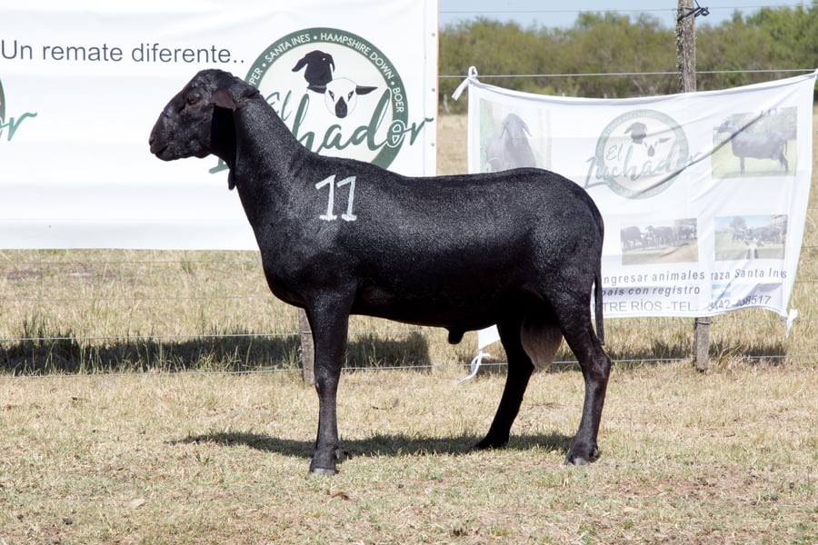 Lote OVINO STA. INES MACHO PPC