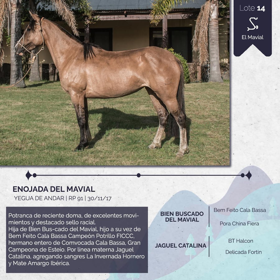 Lote ENOJADA DEL MAVIAL