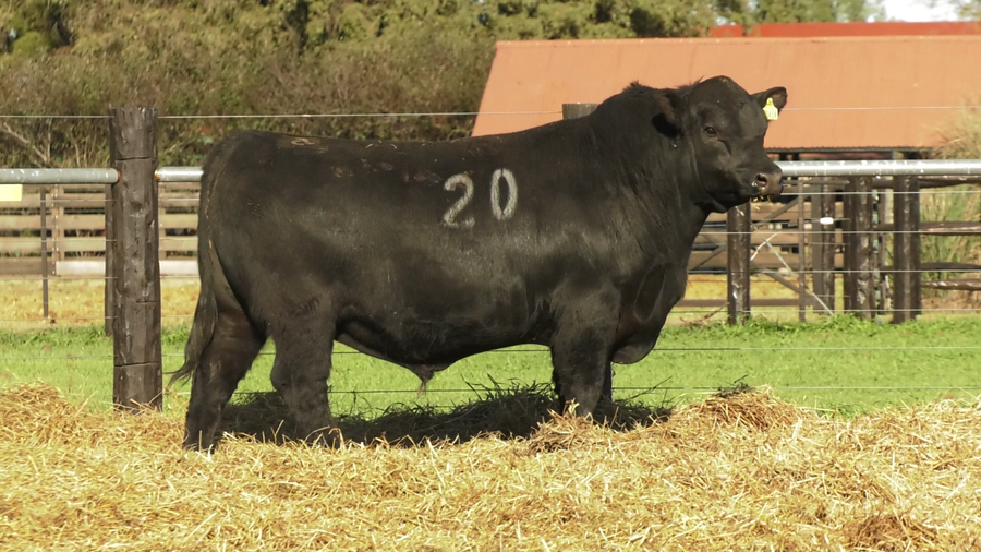 Lote TOROS ANGUS PURO CONTROLADO