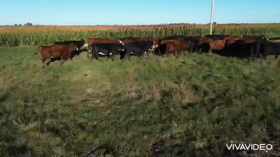 Lote 210 Vacas medio uso CON G/P