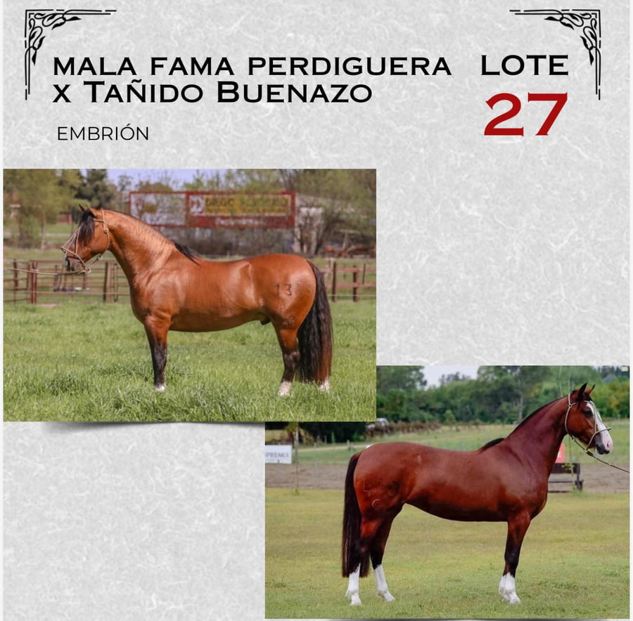 Lote EMBRIÓN