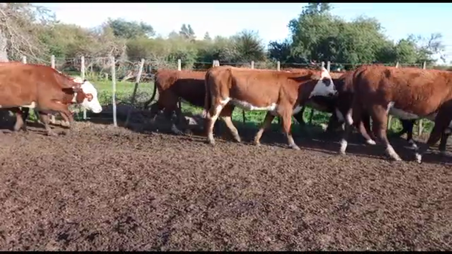 Lote 34 Vaquillonas C/ gtia de preñez en Entre Ríos, La Paz