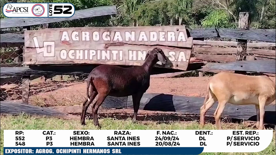 Lote LOTE 52