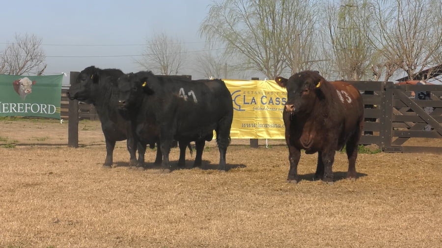 Lote TOROS ANGUS PUROS CONTROLADOS