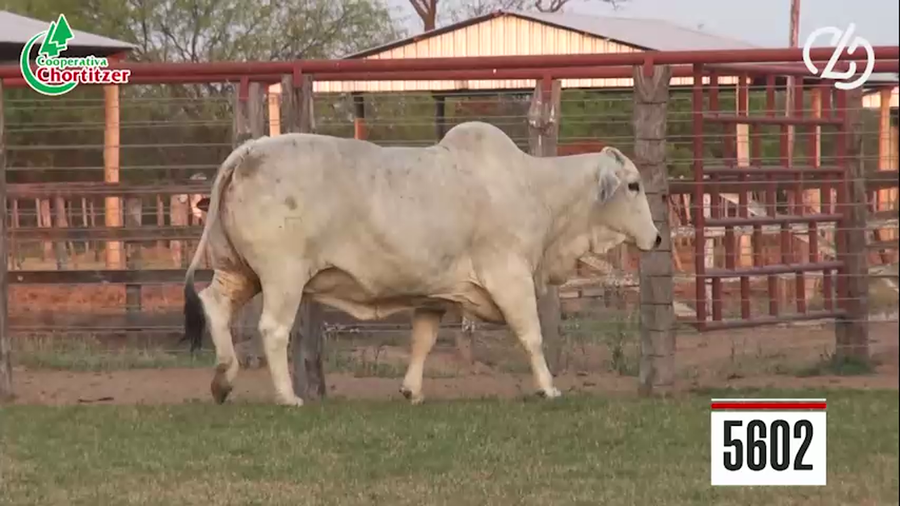 Lote Embriones Brahman