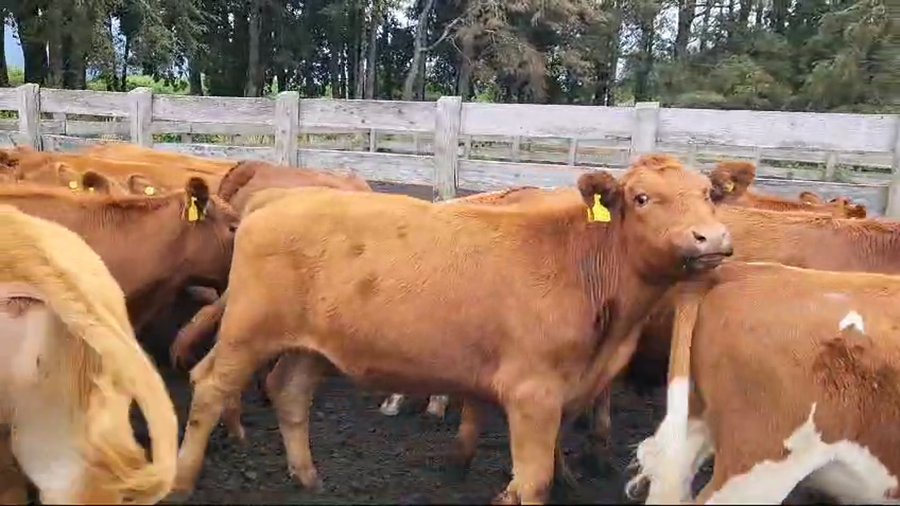 Lote 60 Novillo Engorda en Futrono, XIV Región Los Ríos