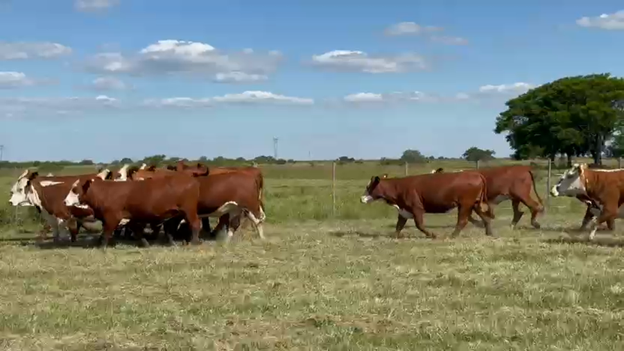 Lote 29 Vaquillonas preñadas