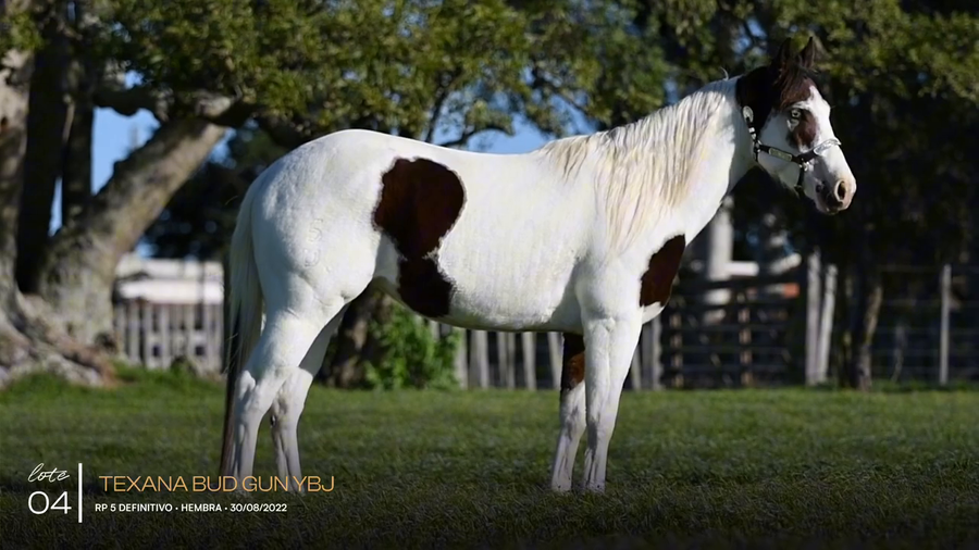 Lote TEXANA BUD GUN YBJ