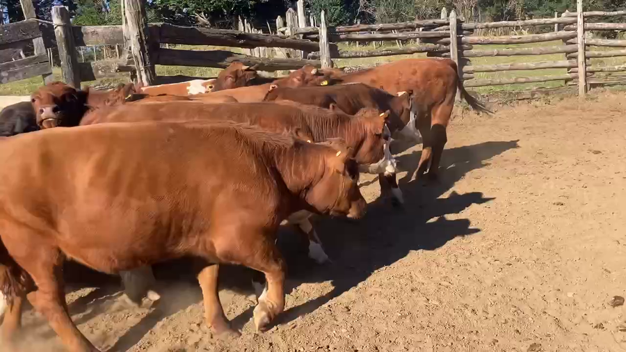 Lote 27 Novillo Engorda en Aysén, XI Región Aysén