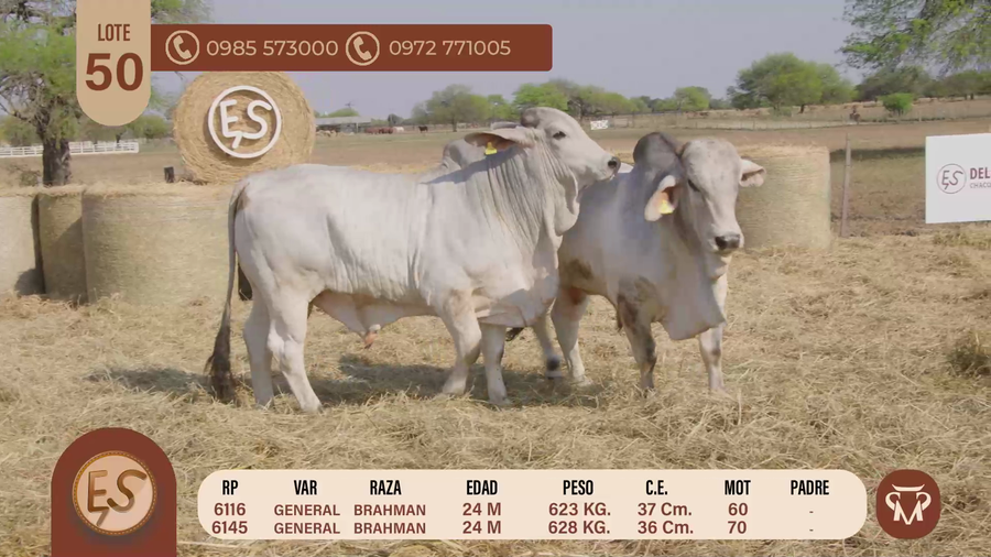 Lote TOROS BRAHMAN 24 MESES