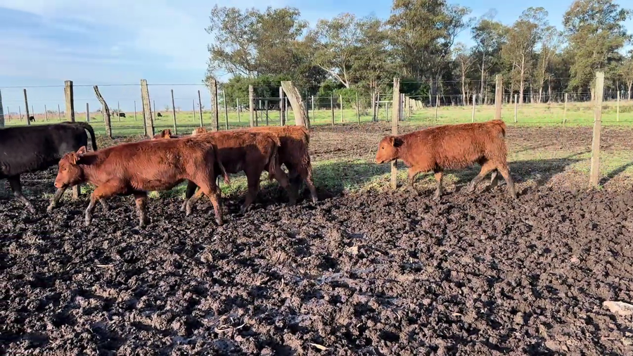 Lote TERNERAS