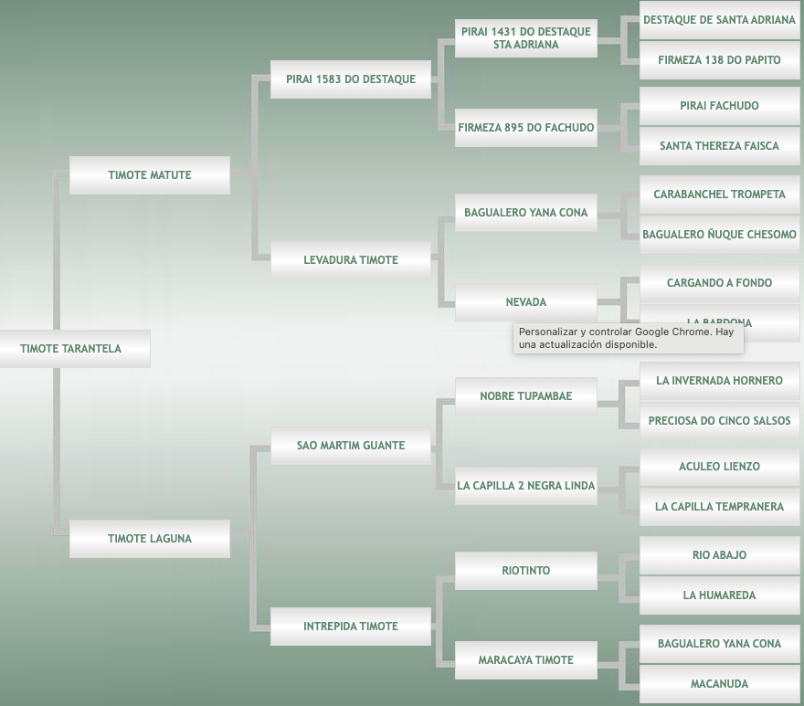 Lote Timote Tarantela