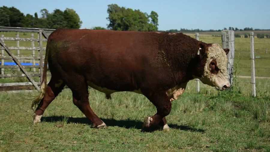 Lote "Doña Elisa", RP 1117