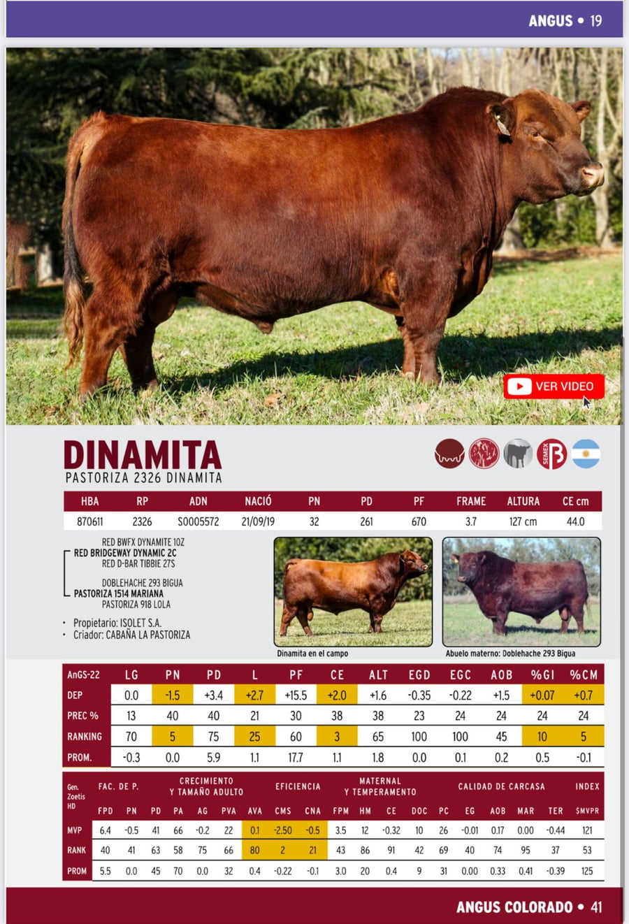 Lote 125 Vaquillonas C/ gtia de preñez en Bolívar, Buenos Aires