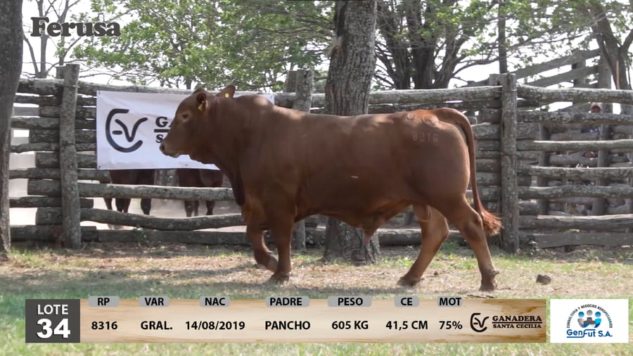 Lote Ganadera Santa Cecilia - Lote 34