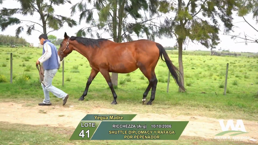 Lote RICCHEZZA (Arg)