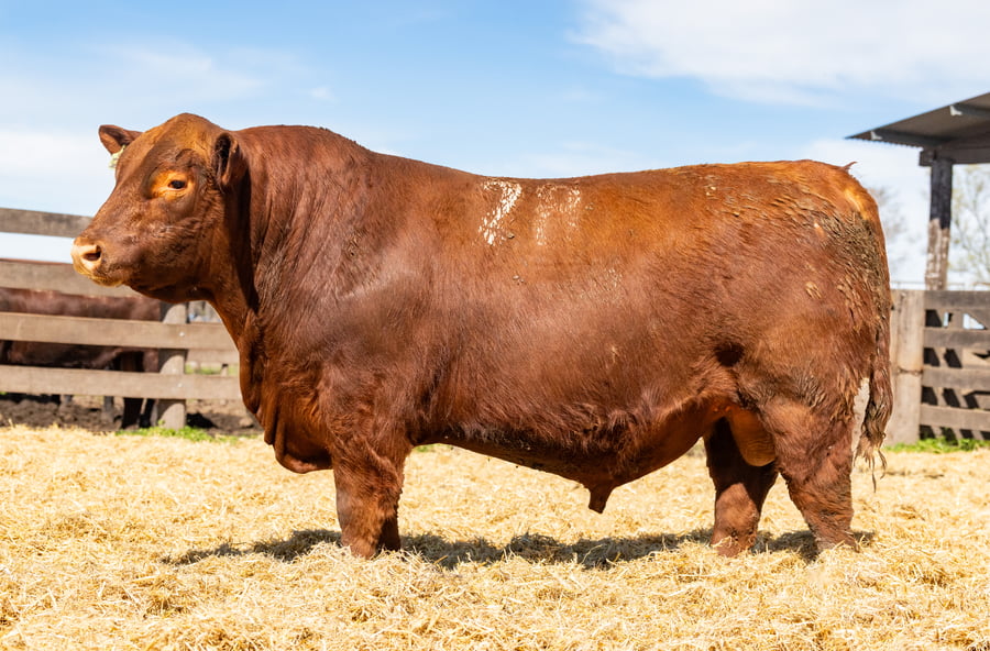 Lote Toro PC