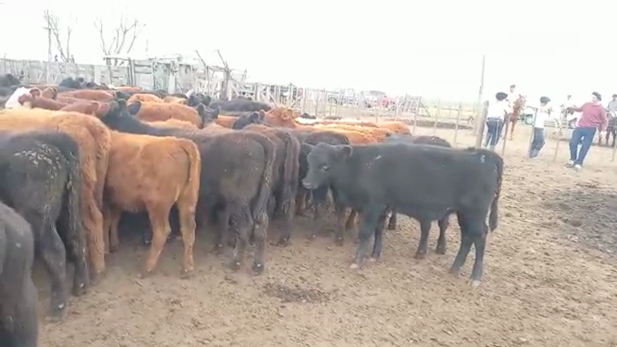 Lote 130 Terneras en 9 de Julio, Buenos Aires