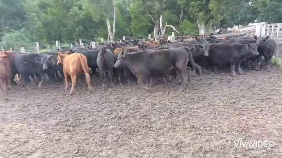 Lote 100 Terneros/as