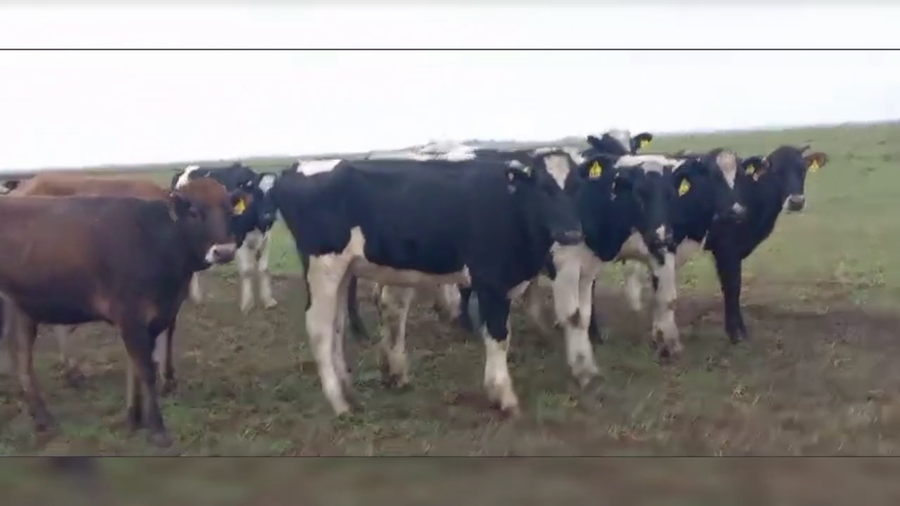 Lote 70 VAQ. O/N, TRENQUE LAUQUEN, PCIA. DE BS. AS.