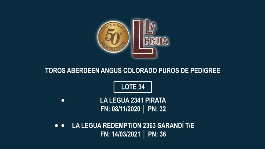 Lote TOROS ANGUS PP