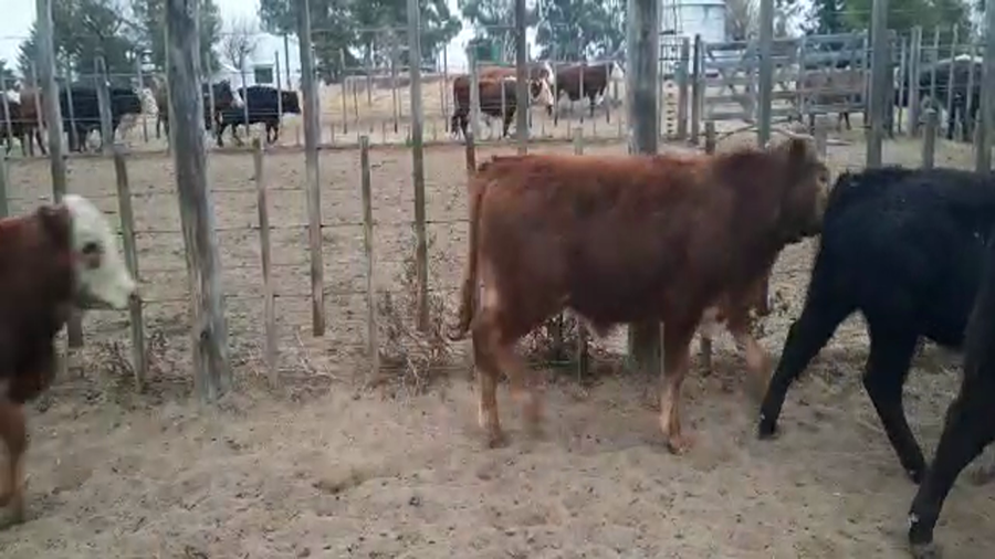 Lote 34 Terneros/as en Pellegrini, Buenos Aires