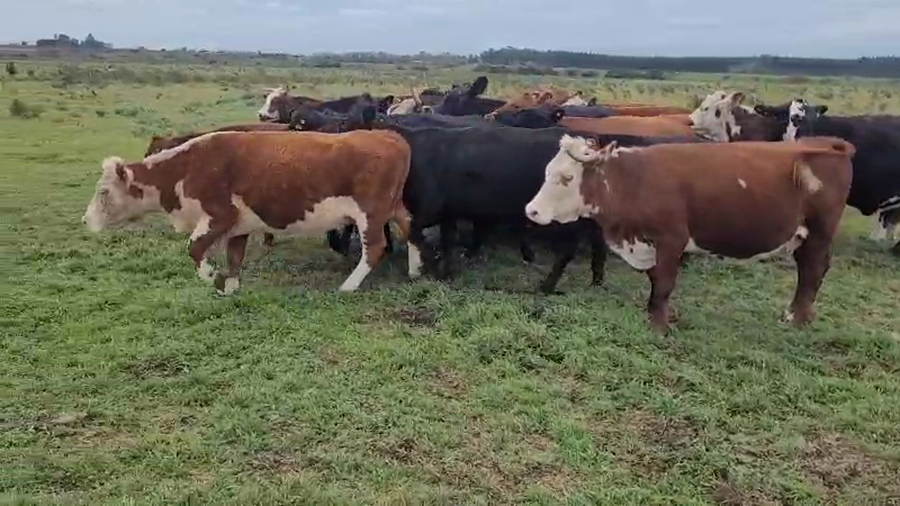Lote 25 Vacas de invernar en Villa Elisa, Entre Ríos