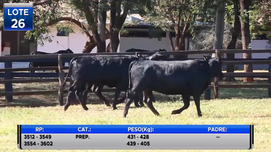 Lote VAQUILLAS BRANGUS PREÑADAS  -LOTE 26