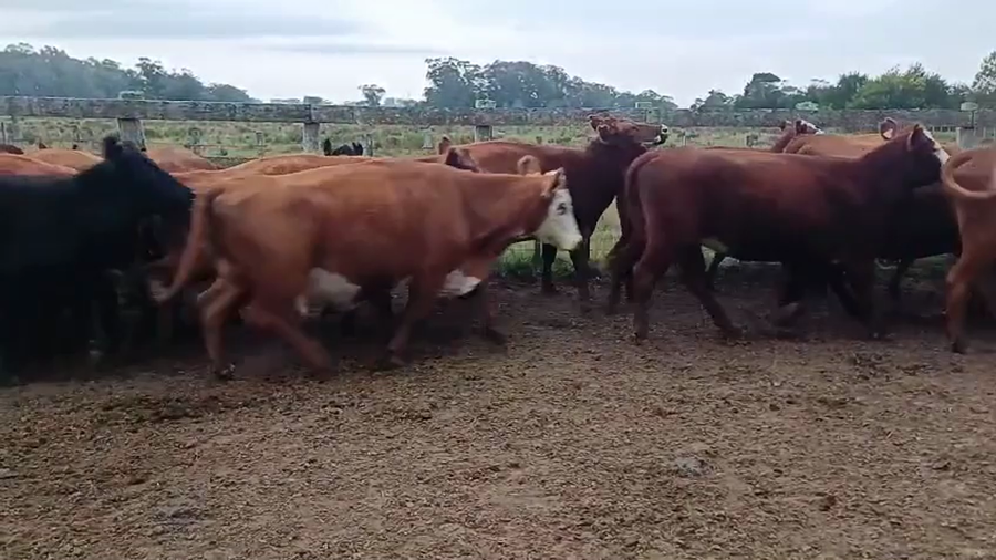 Lote VACAS PREÑADAS