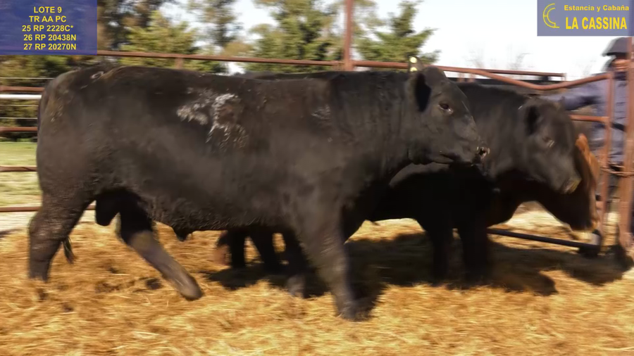 Lote TOROS ANGUS PURO CONTROLADO