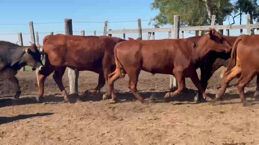 Lote 35 Novillos en Corrientes, Santo Tomé