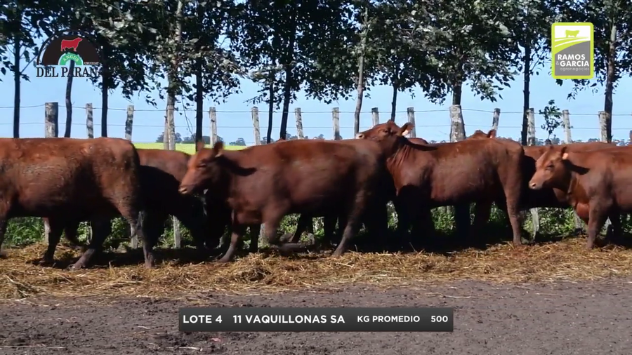 Lote Vaquillonas