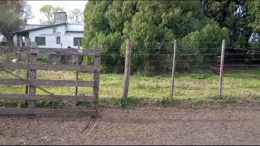 Lote Terneros/as en Miramar, Buenos Aires
