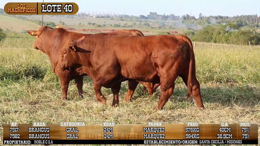 Lote LOTE 40 - VIVO
