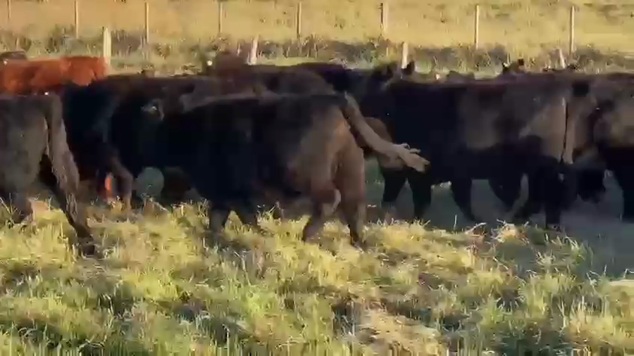 Lote 110 Terneras en Dolores, Buenos Aires