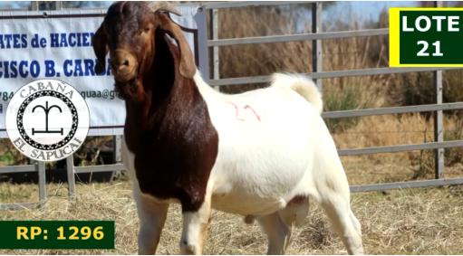 Lote CAPRINOS MACHOS 21