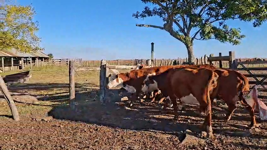 Lote 5 Vacas p/ invernar