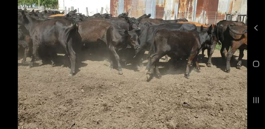 Lote 50 Terneros/as en Villaguay, Entre Ríos
