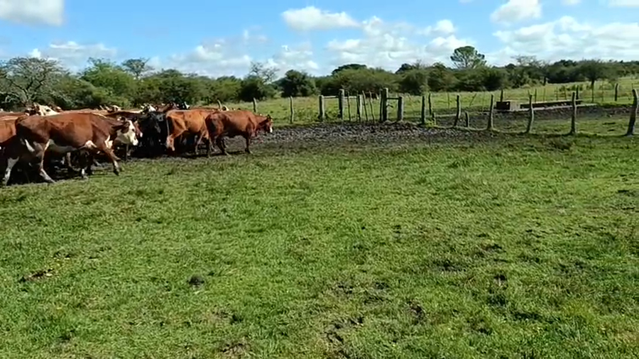 Lote 50 Vacas nuevas C/ gtia de preñez