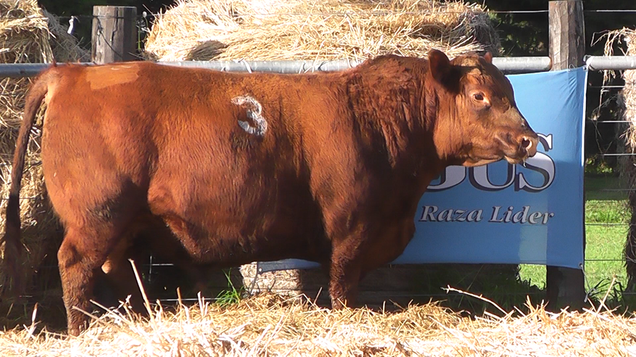 Lote TOROS ANGUS PURO CONTROLADO