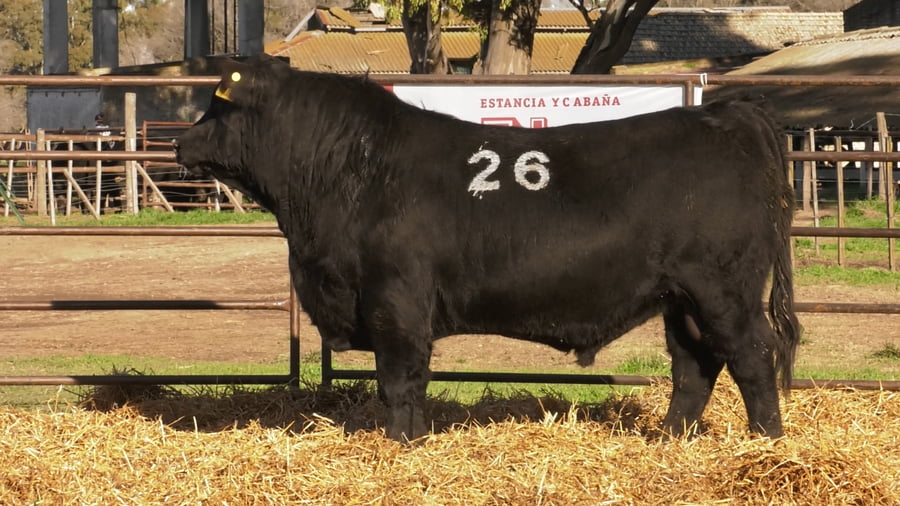 Lote TOROS ANGUS NEGROS PC